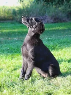 Flat coated retriever