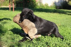 Flat coated retriever