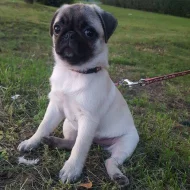 Mops (Mopslík) Pug štěňátka