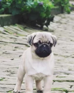 Mops (Mopslík) Pug štěňátka