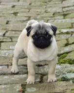 Mops (Mopslík) Pug štěňátka