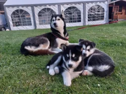 Štěňátka černobílý sibiřský husky