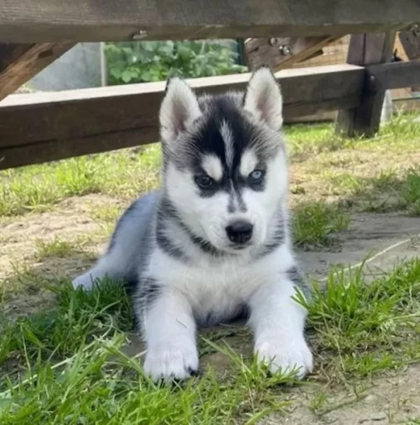 Štěňátka černobílý sibiřský husky