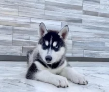 Štěňátka černobílý sibiřský husky