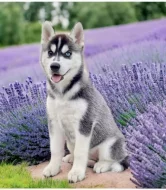 Štěňátka černobílý sibiřský husky