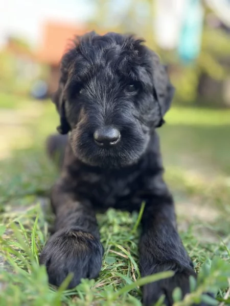 BRIARD s PP - černá fenka