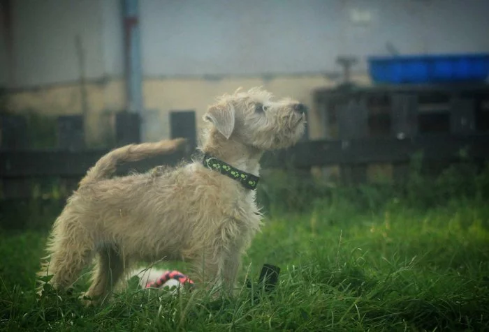 Irish soft coated wheaten teriér