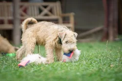 Irish soft coated wheaten teriér