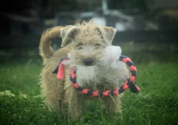 Irish soft coated wheaten teriér