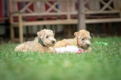 Irish soft coated wheaten teriér