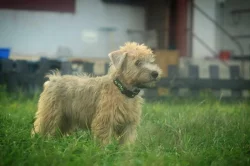 Irish soft coated wheaten teriér