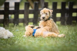 Irish soft coated wheaten teriér