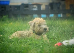 Irish soft coated wheaten teriér