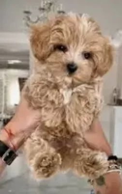 Maltipoo