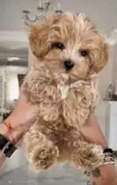 Maltipoo