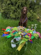 Flat coated retriever