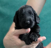 Flat coated retriever