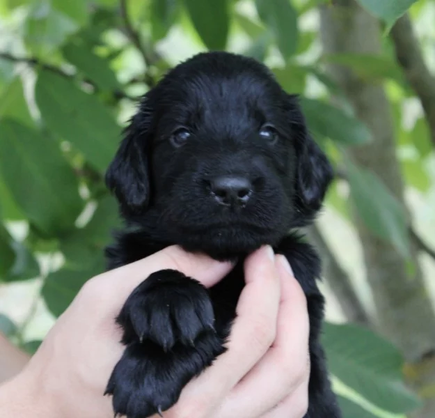 Flat coated retriever