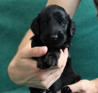 Flat coated retriever