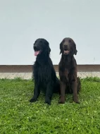 Flat coated retriever