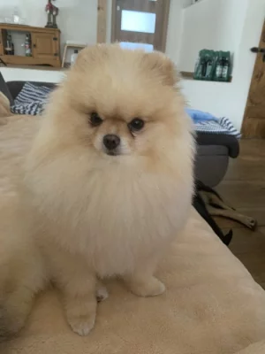 Pomeranian PP FCI