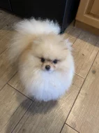 Pomeranian PP FCI