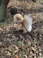 Pomeranian PP FCI