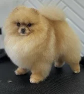 Pomeranian PP FCI