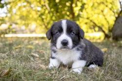 štěňata welsh corgi cardigan