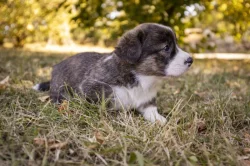 štěňata welsh corgi cardigan