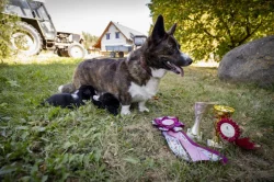 štěňata welsh corgi cardigan