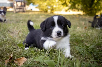 štěňata welsh corgi cardigan