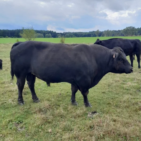 Plemenný býk Aberdeen Angus