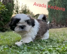 shih-tzu kouzelné štěnátka s PP