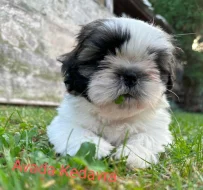 shih-tzu kouzelné štěnátka s PP