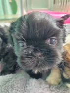 Prodal chlapečka shih tzu