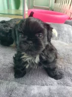 Prodal chlapečka shih tzu