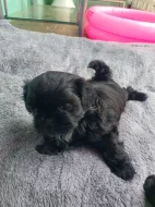 Prodal chlapečka shih tzu