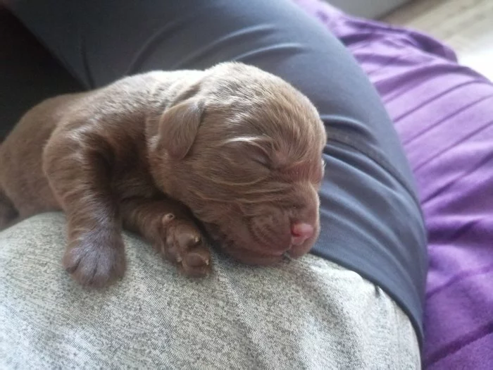 Štěňátka labradorskeho retrívra čokoládové