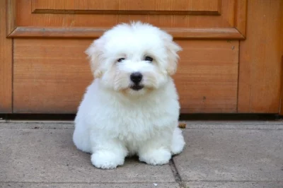 Coton de tulear s PP