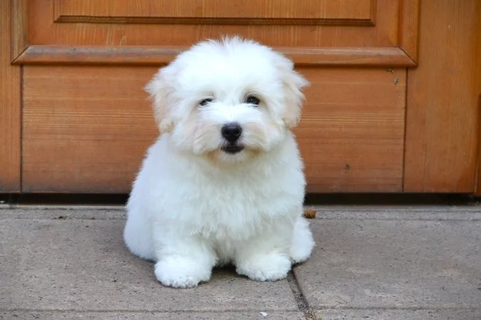 Coton de tulear s PP