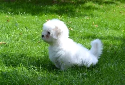 Coton de tulear s PP