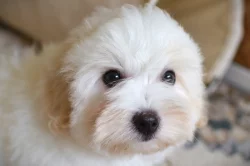 Coton de tulear s PP