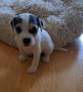 Parson Russel Terrier