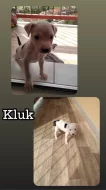 Pitbullteriér a americký bully