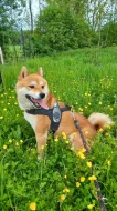 Shiba inu