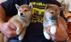 Shiba inu