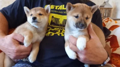 Shiba inu