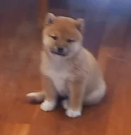 Shiba inu