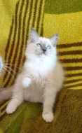 Ragdoll